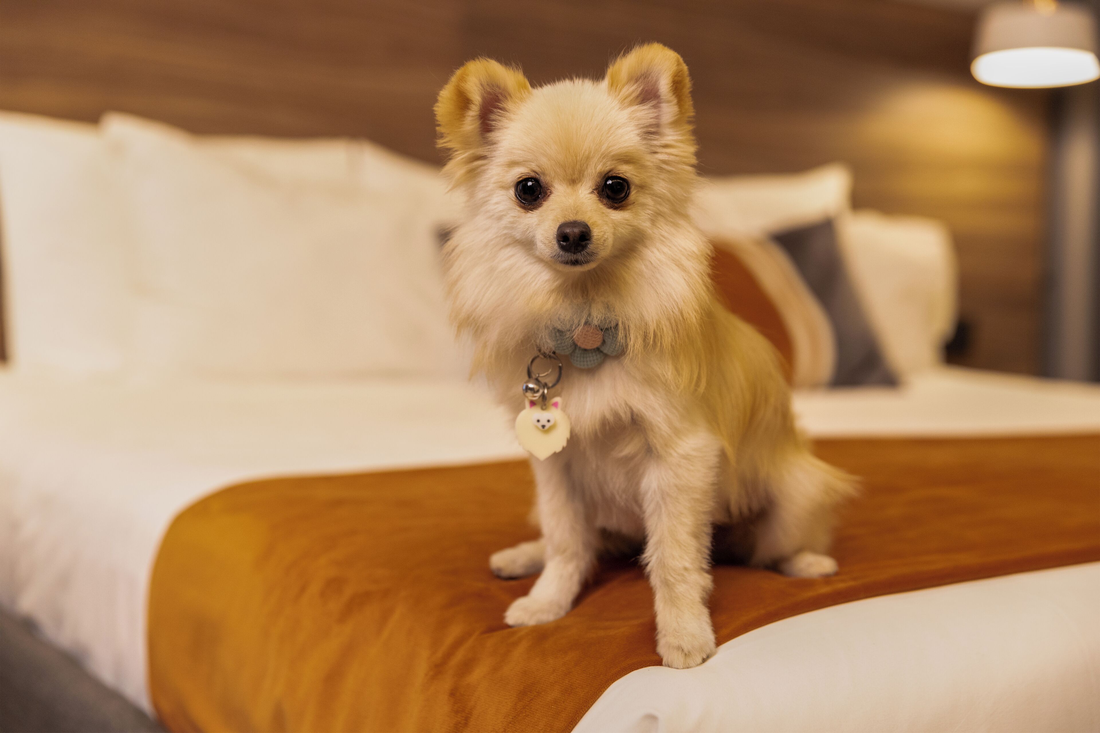 A small, fluffy dog sitting on a bed with a wooden headboard and white bedding.