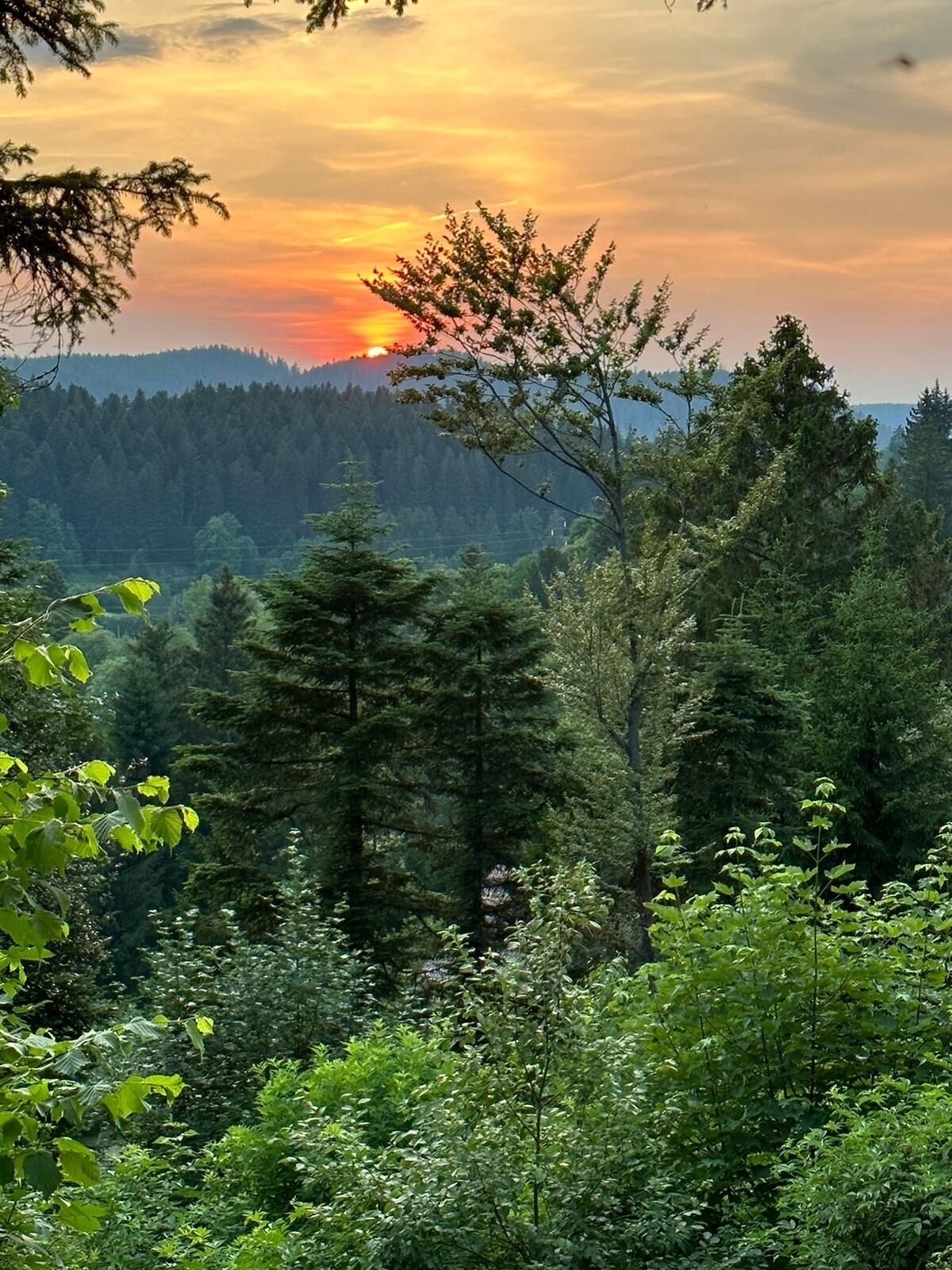 Paisagem arborizada com um pôr do sol ao fundo.