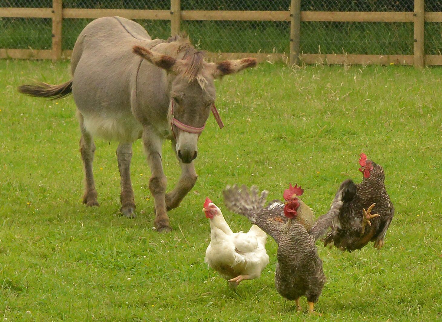 A donkey and chickens in a grassy field.