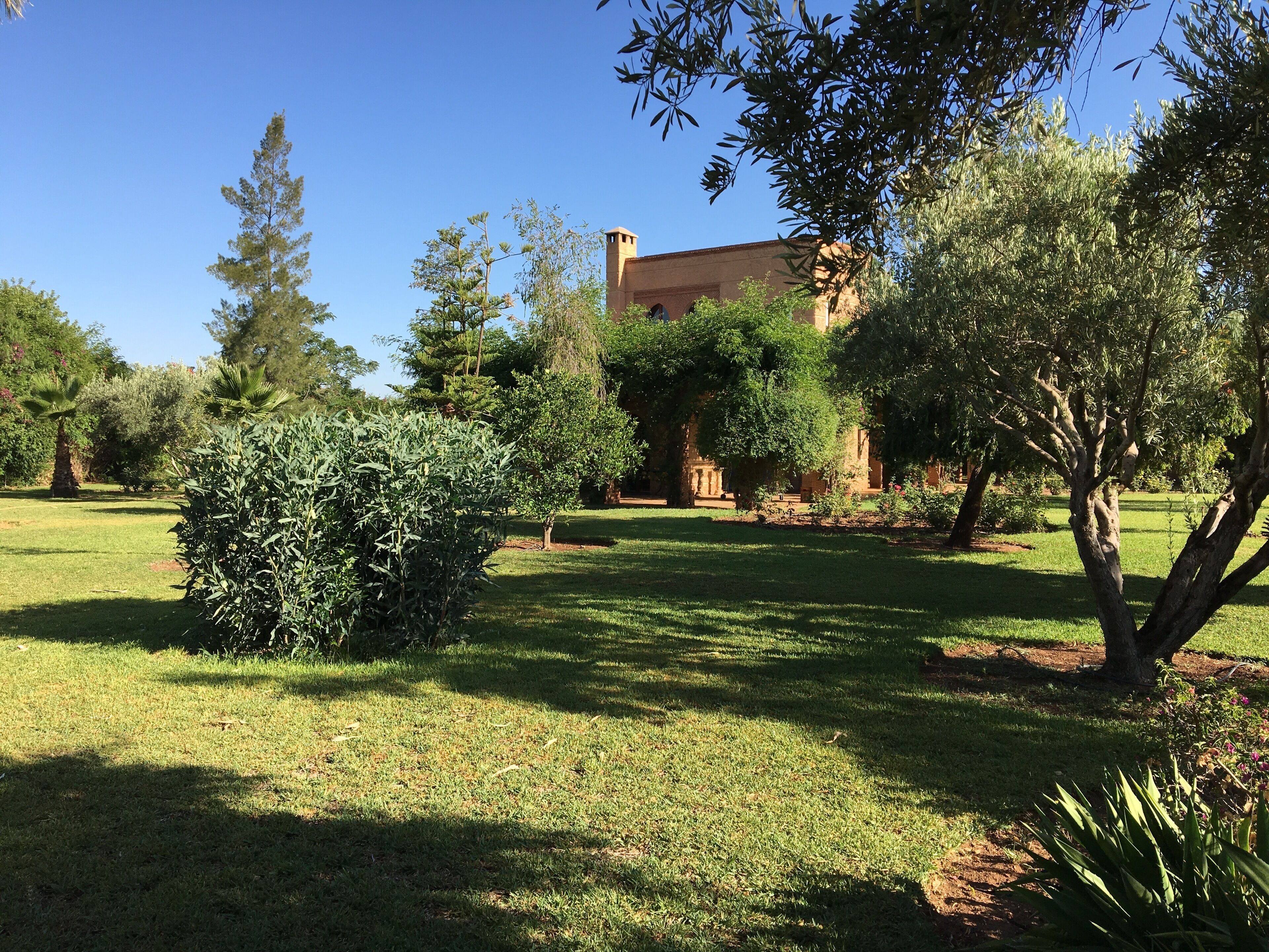 A well-maintained garden with a variety of trees and shrubs, a clear blue sky, and a building with a tower in the background.