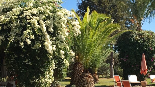 A well-maintained garden with a swimming pool, palm trees, and a variety of flowering plants. - Small charming villa (Tamesluht)