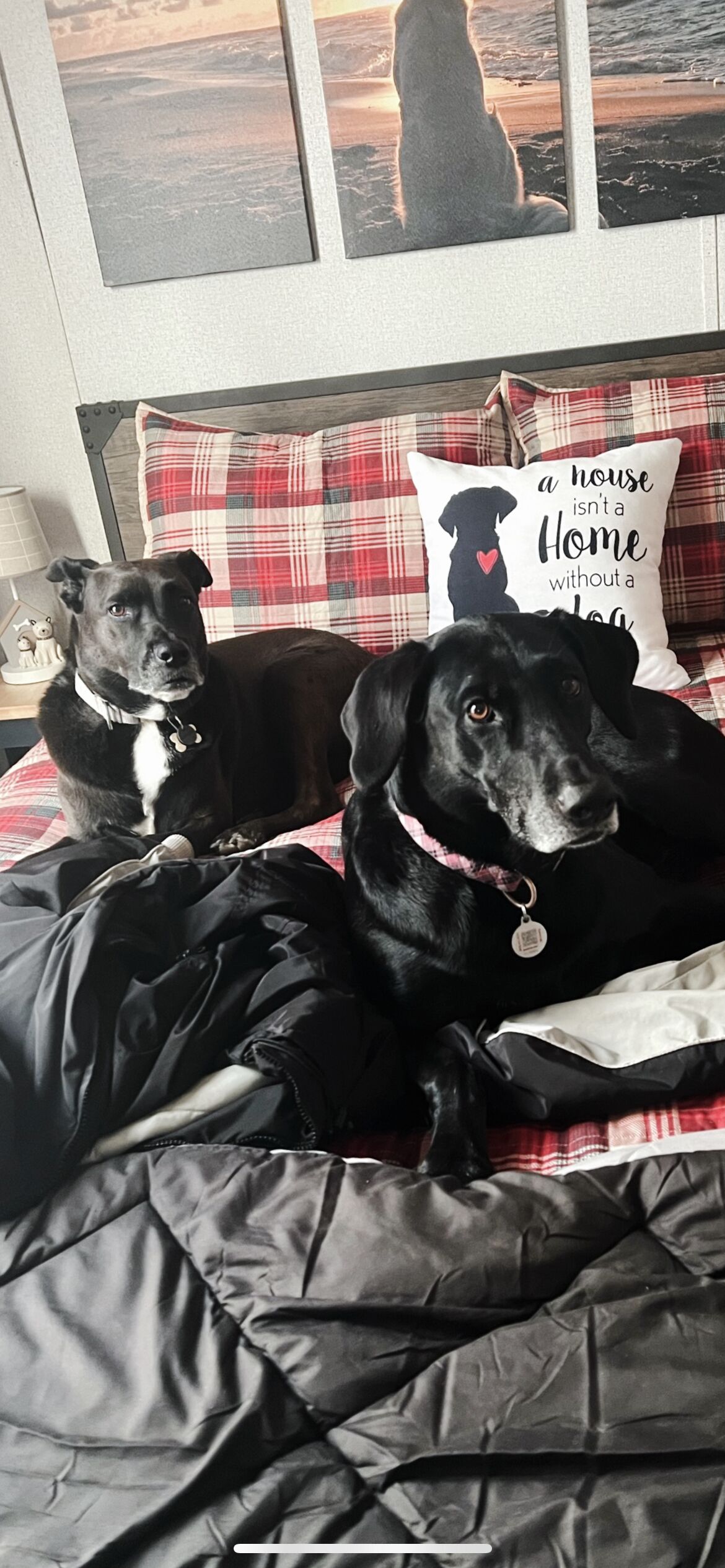  Dog Friendly Cottage minutes from the Beach and Redwoods