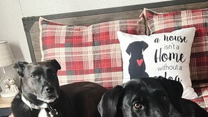 Two dogs lying on a bed with a plaid pillow and a pillow with a quote. - "Woof"  Lodge  minutes from the Beach and Redwoods (Crescent City)