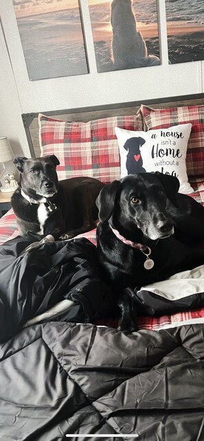 1 bedroom, free WiFi, bed sheets - "Woof" Lodge minutes from the Beach and Redwoods (Crescent City)