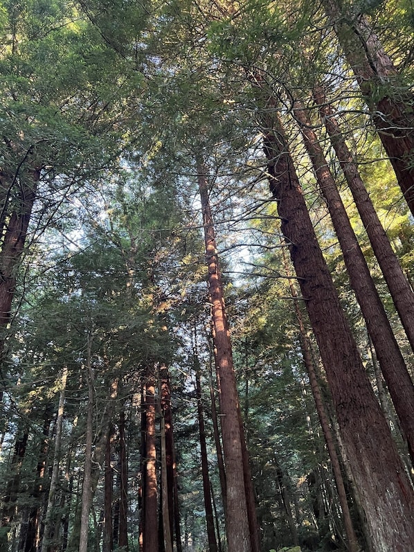 Une forêt dense, avec de grands arbres et un ciel dégagé.
