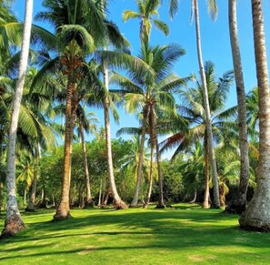 Property grounds - Nasara Resort - Executive Ocean Front Junior Suite 65m2 (North Sipora)