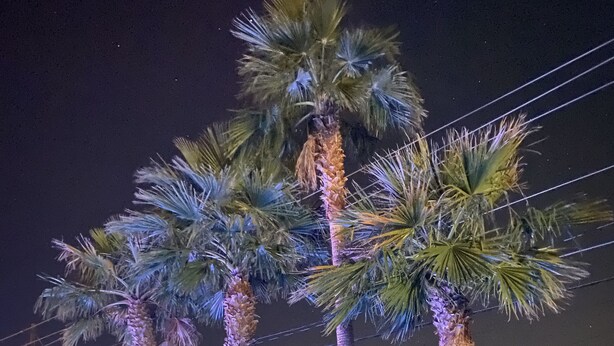 A nighttime scene with palm trees and a swimming pool.