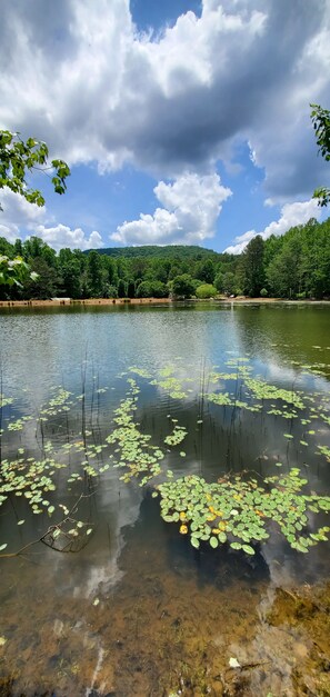 A lake with lily pads and clear water, surrounded by trees and a cloudy sky. - GUNSMOKE The not so "tiny"  cabin with fenced back yard! (Ellijay)