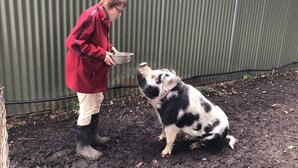 A person in a red jacket and white pants feeding a black and white pig in a muddy outdoor area with a corrugated metal wall in the background.