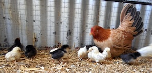 Un pollaio con una gallina e diversi pulcini.