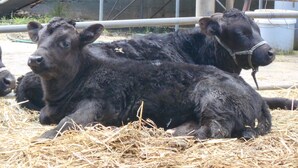 A group of cattle resting on hay in an enclosure.