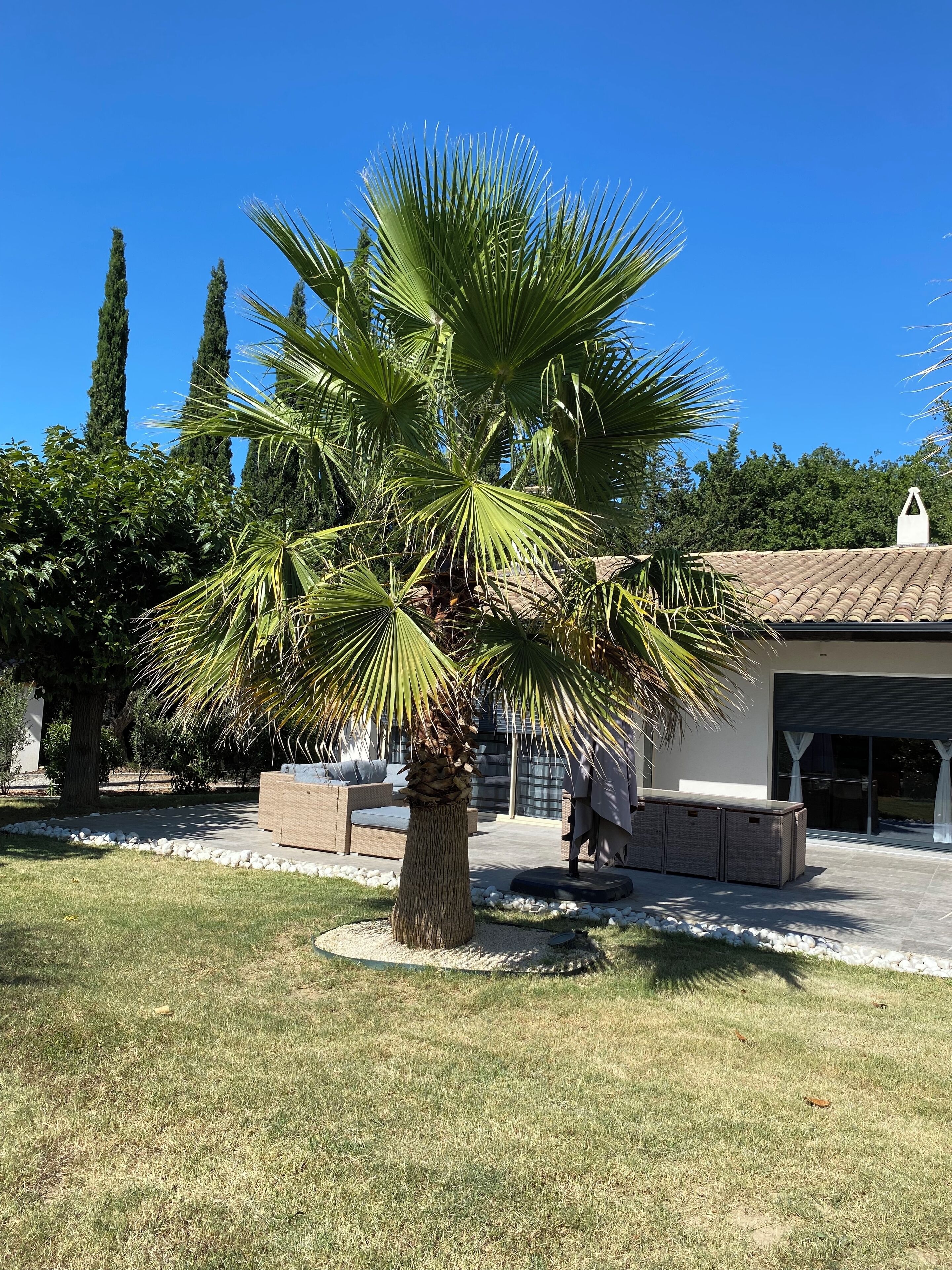 A palm tree in a landscaped area with a building in the background.