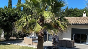 A palm tree in a landscaped area with a building in the background. - Beautiful 10p villa with private pool, jacuzzi & tennis court (Vers-Pont-du-Gard)