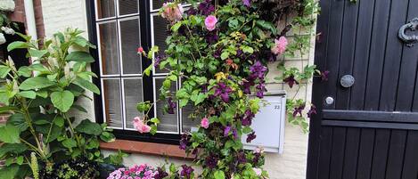A garden with a climbing rose plant, a window with shutters, and a black gate.