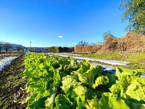 Property grounds - Fukoji A 120yearold folk house  Rural and Kor / Numata Gunma (Numata)