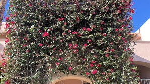 Un bâtiment doté d’une grande arche recouverte d’une profusion de fleurs roses éclatantes.
