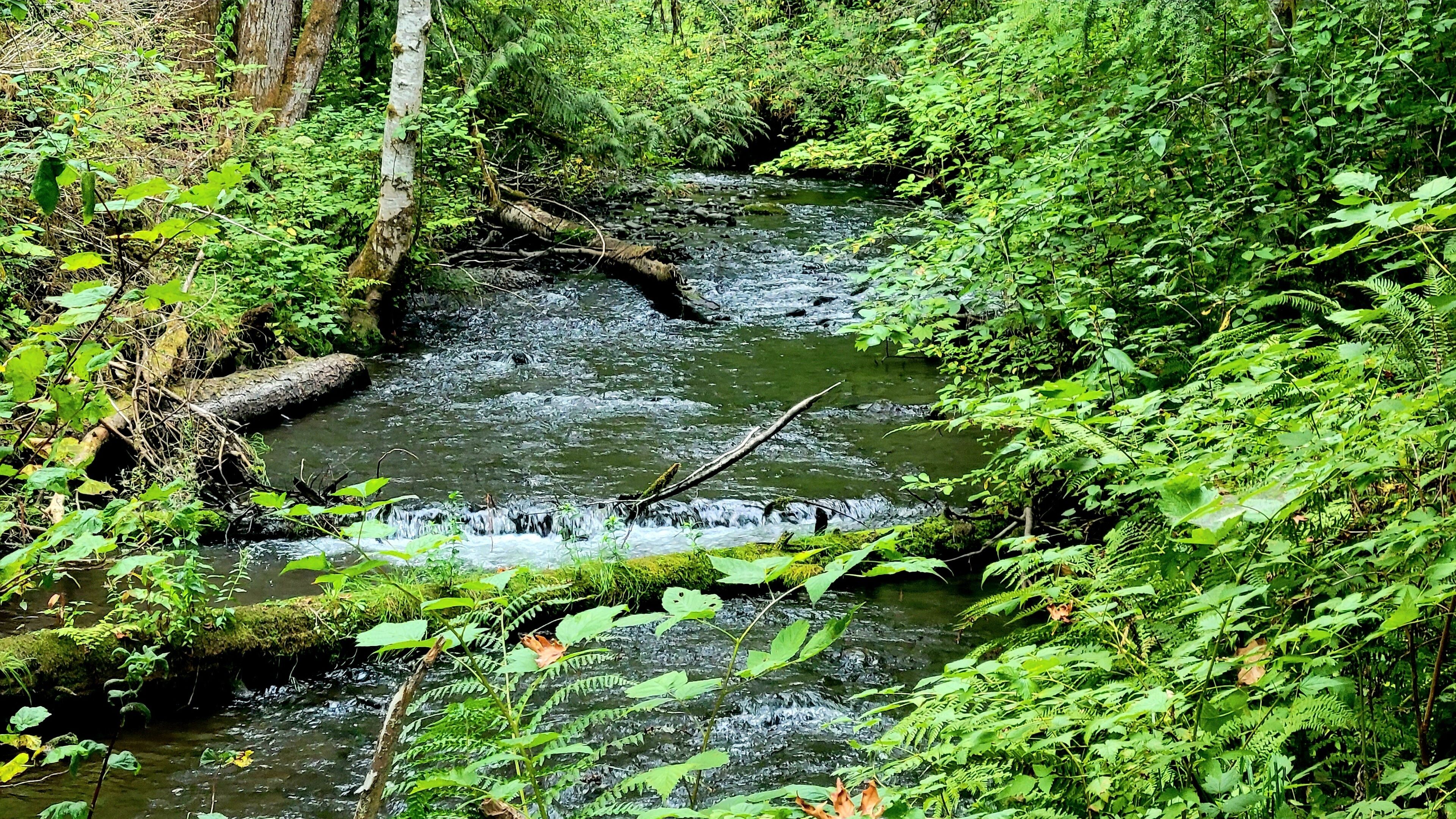 منوع