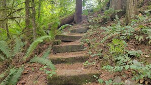 A set of stone steps in a forested area with ferns and trees. - Cozy cottage in the woods, sleeps 8, close to Olympic National Park and Lakes (Port Angeles)