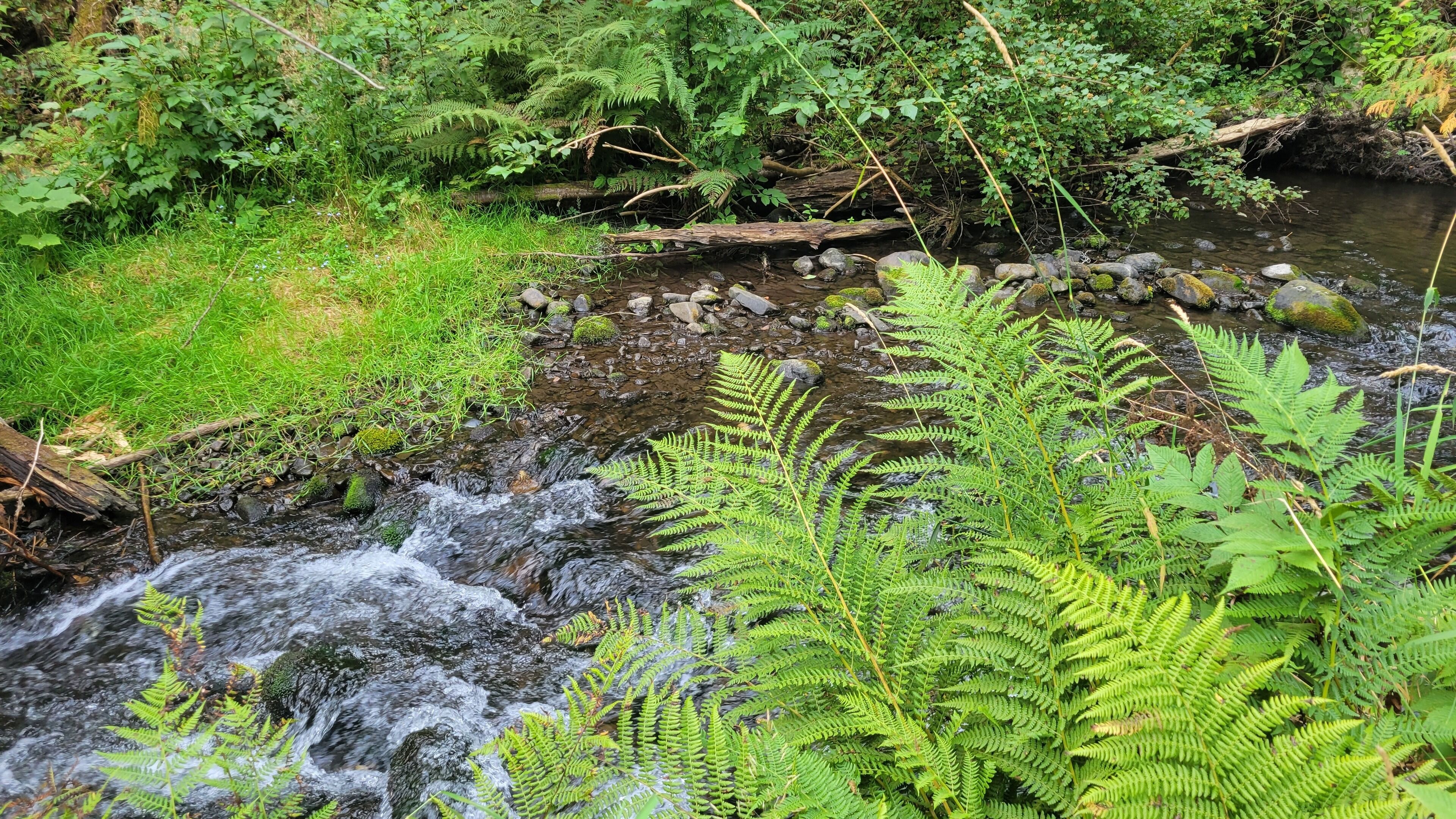 A natural stream with surrounding greenery and rocks.