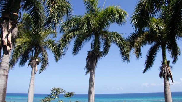A beach with tall palm trees and clear blue skies. - Malibu ocean View Studio (Montego Bay)