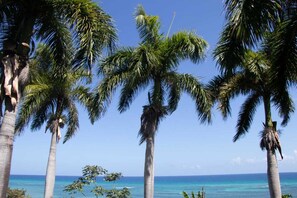 Ein Strand mit hohen Palmen und blauem Himmel.