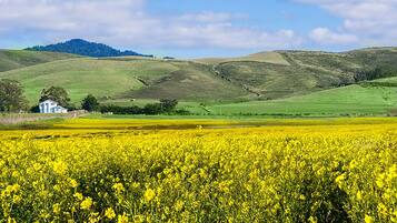 Paisagem rural com um campo de flores amarelas, colinas suaves e uma casa branca ao longe.