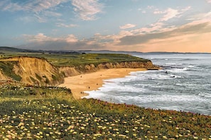 Un paisaje costero con una playa arenosa, acantilados y un campo de flores silvestres.