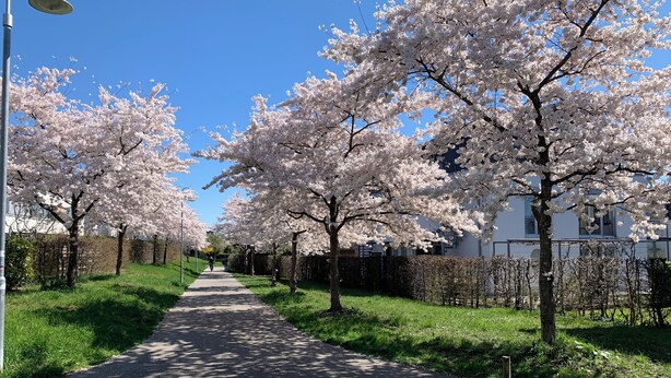 A pathway lined with cherry blossom trees, a clear blue sky, and a building in the background.