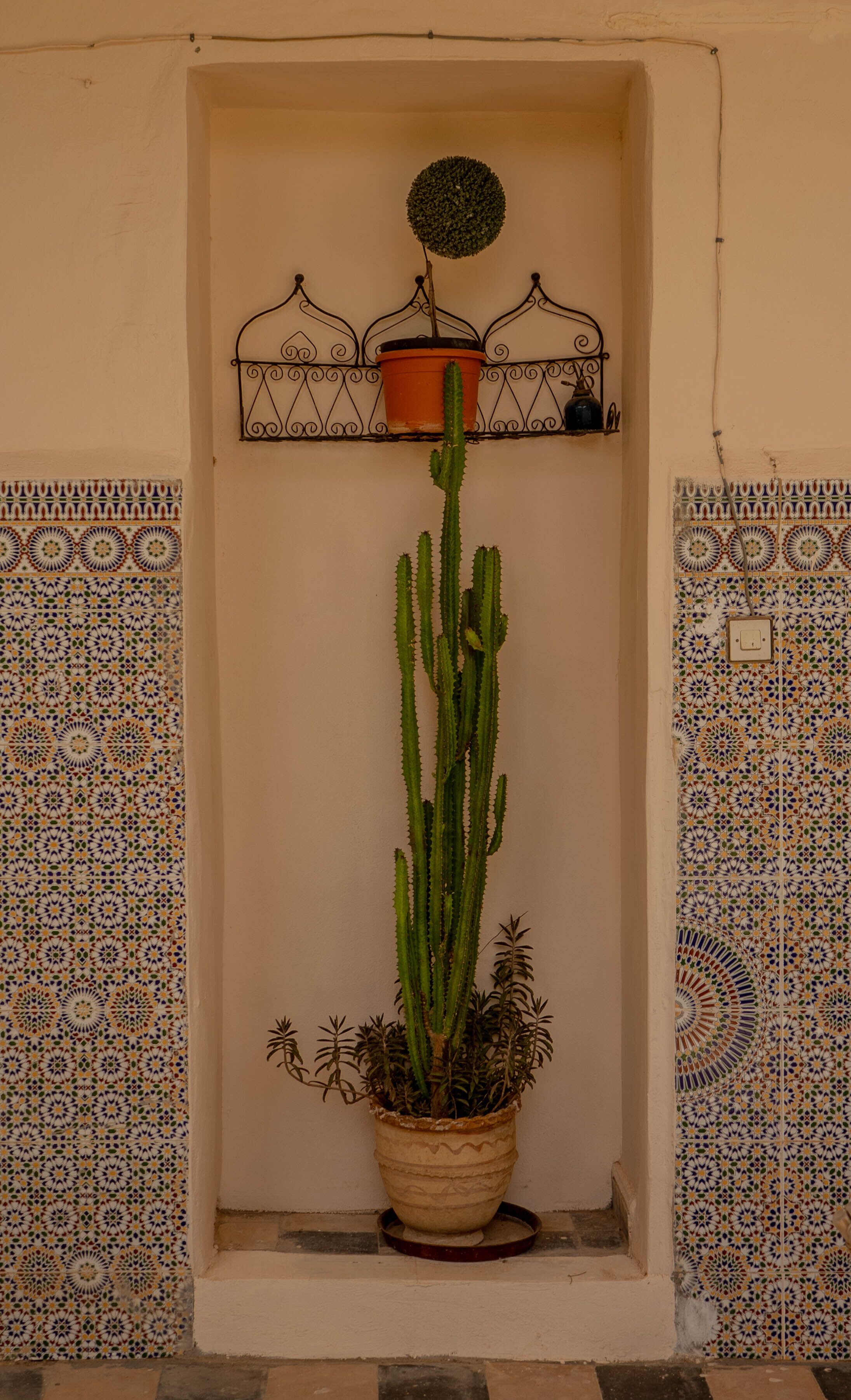 A cactus plant in a pot, placed in a niche with decorative tiles on the walls.
