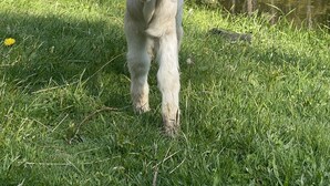 Una zona verda amb un parc infantil de fusta i una bassa.