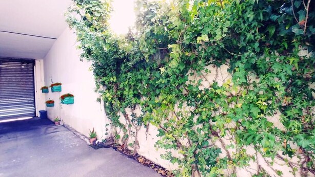 A narrow alley with a wall covered in green ivy and potted plants. - LG Affittacamere Acireale (Acireale)