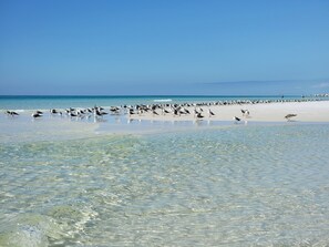 Playa en los alrededores, camastros y toallas de playa 