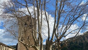 A courtyard with a large tree, stone buildings, and outdoor seating for people to dine.