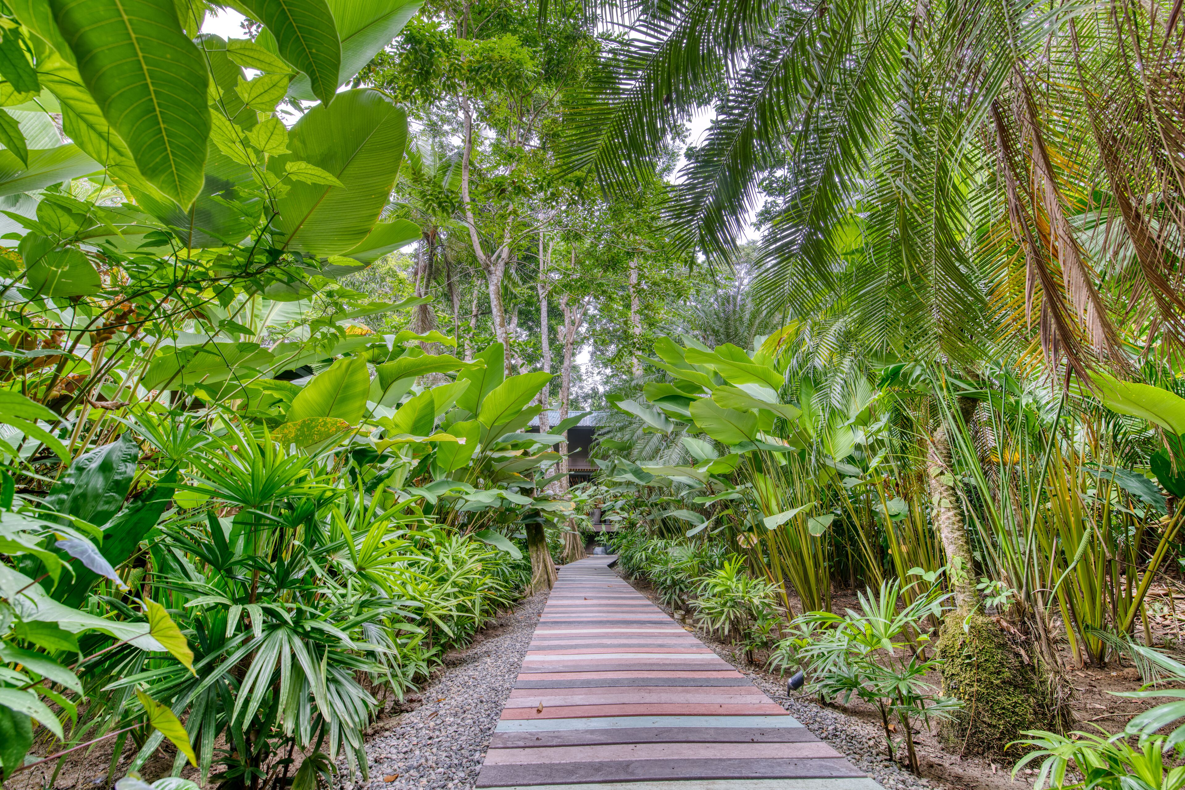 Un sendero bordeado por exuberante vegetación tropical que conduce a una edificación.