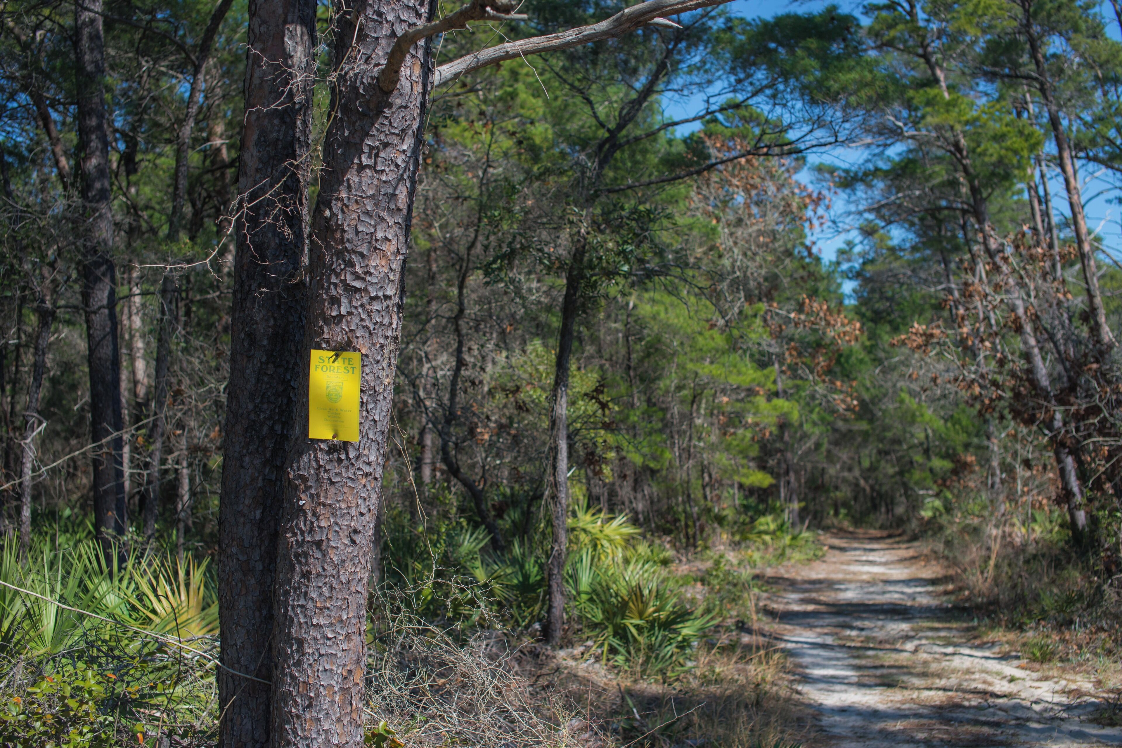 A forested path with a yellow sign on a tree.