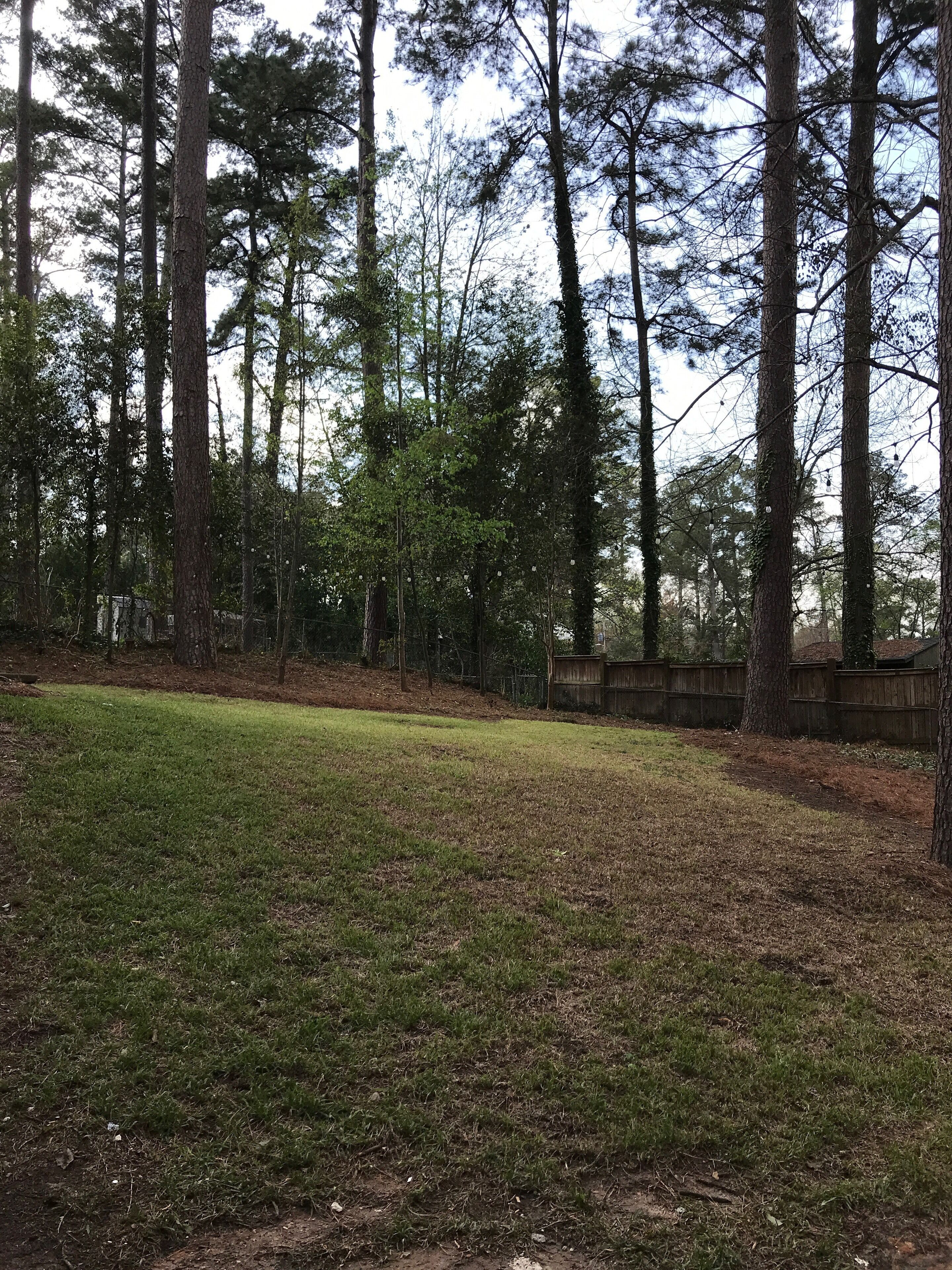Une zone herbeuse entourée de grands arbres, avec une clôture en bois en arrière-plan.