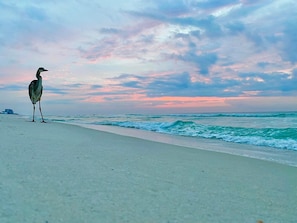 A beach with a bird standing on the sand.