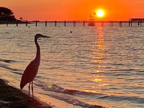 Un uccello in riva all'acqua al tramonto.