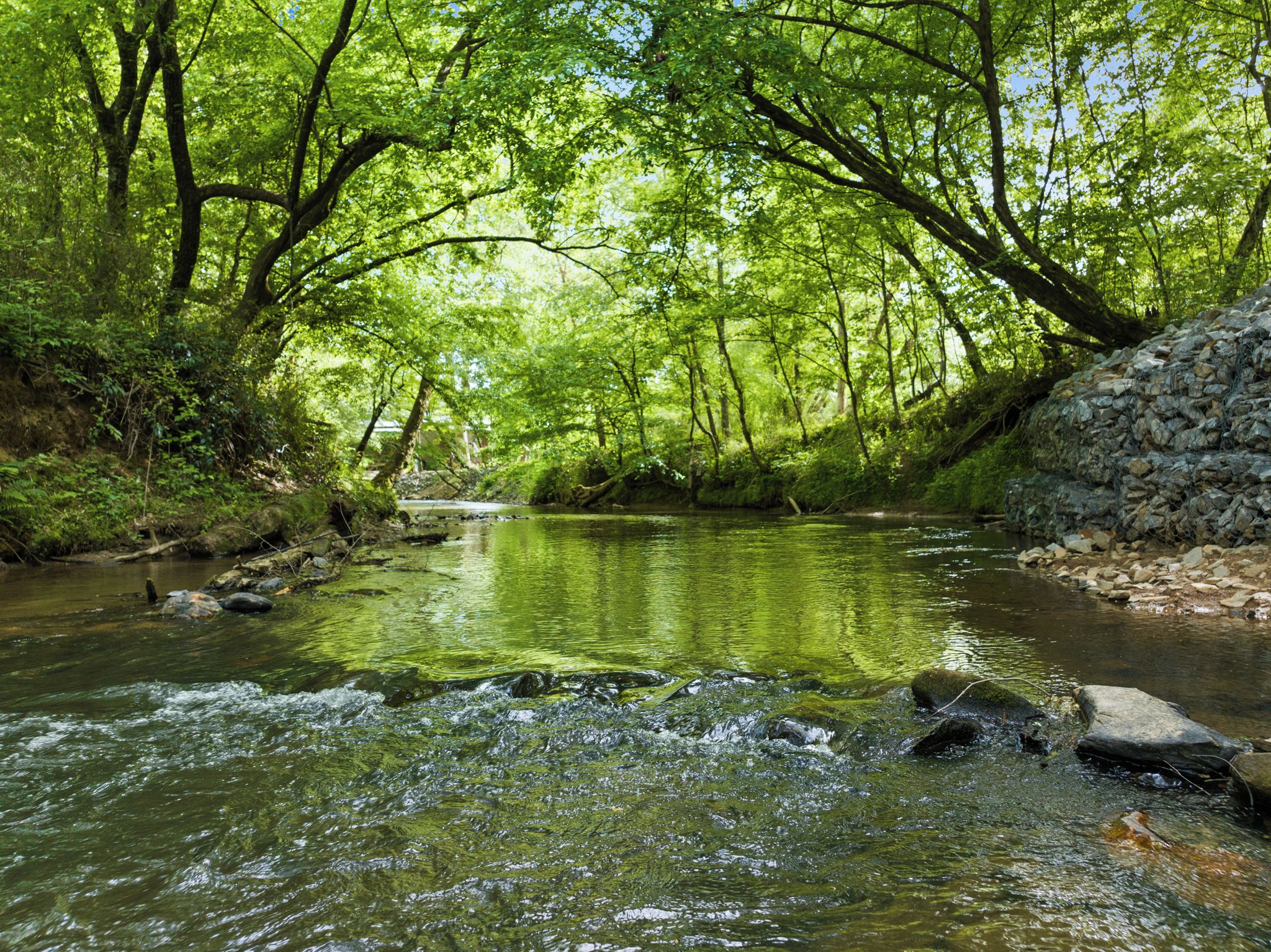 A serene river flowing through a forested area with trees and rocks.