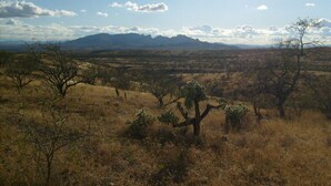 Un paysage de savane avec quelques arbres clairsemés et des montagnes lointaines sous un ciel dégagé.