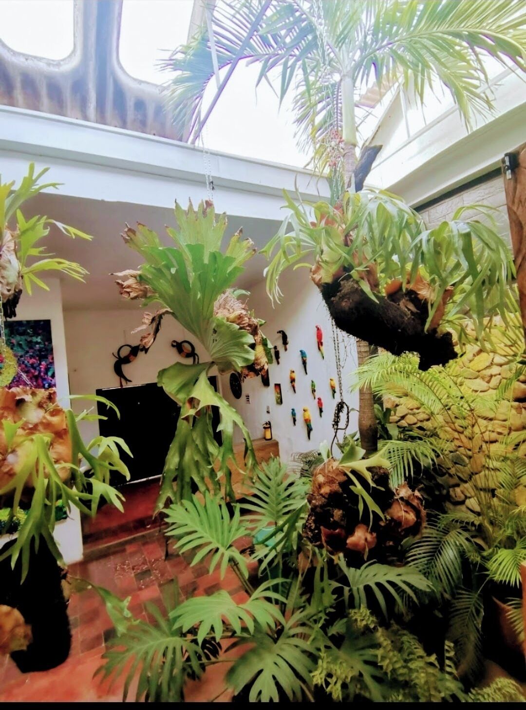 Um quarto com diversos vasos de plantas, incluindo samambaias e palmeiras, dispostos no chão e pendurados no teto.
