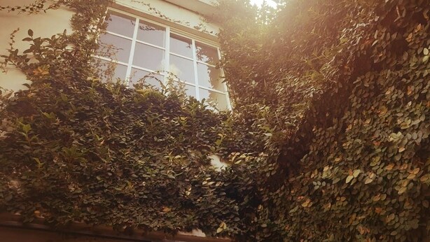Un bâtiment partiellement dissimulé par un feuillage dense, avec une fenêtre visible à travers les feuilles.