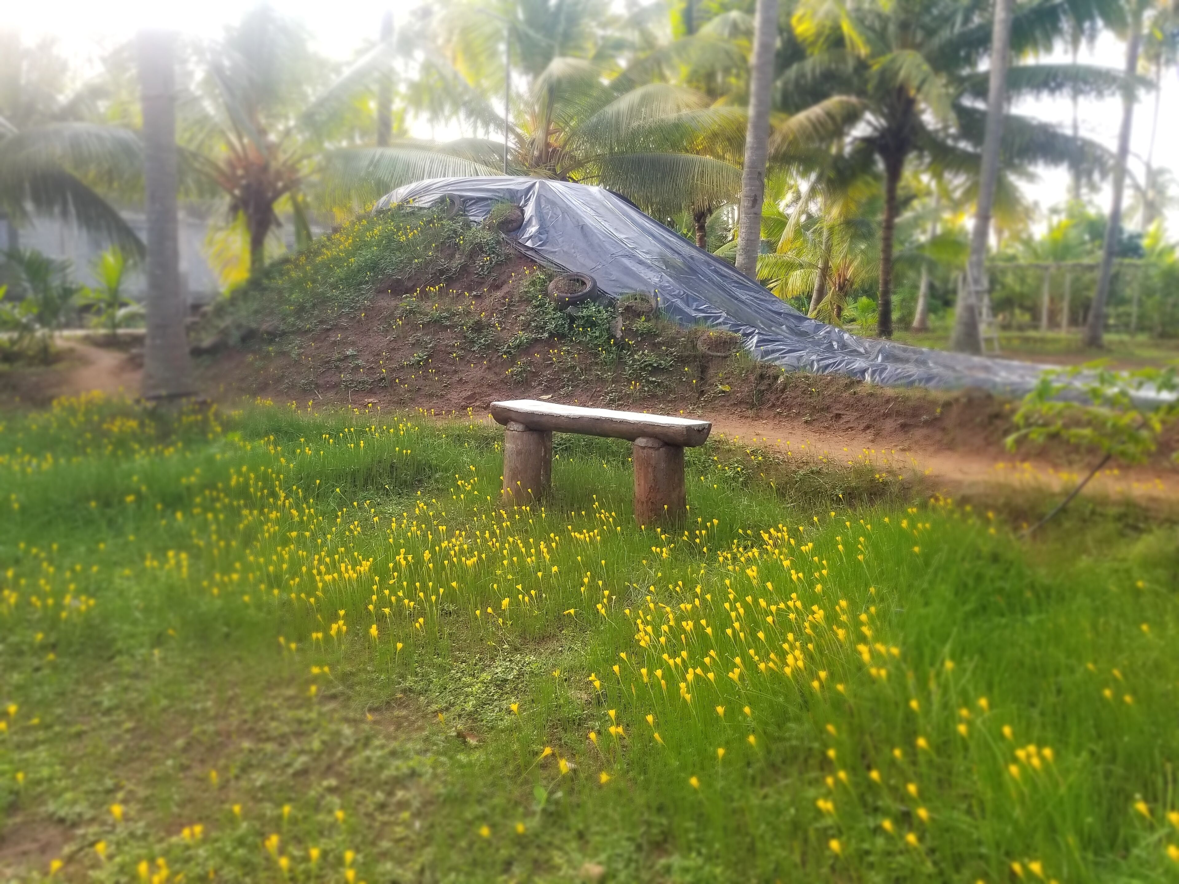 FarmStay near Pollachi amidst Coconut Trees with River Access