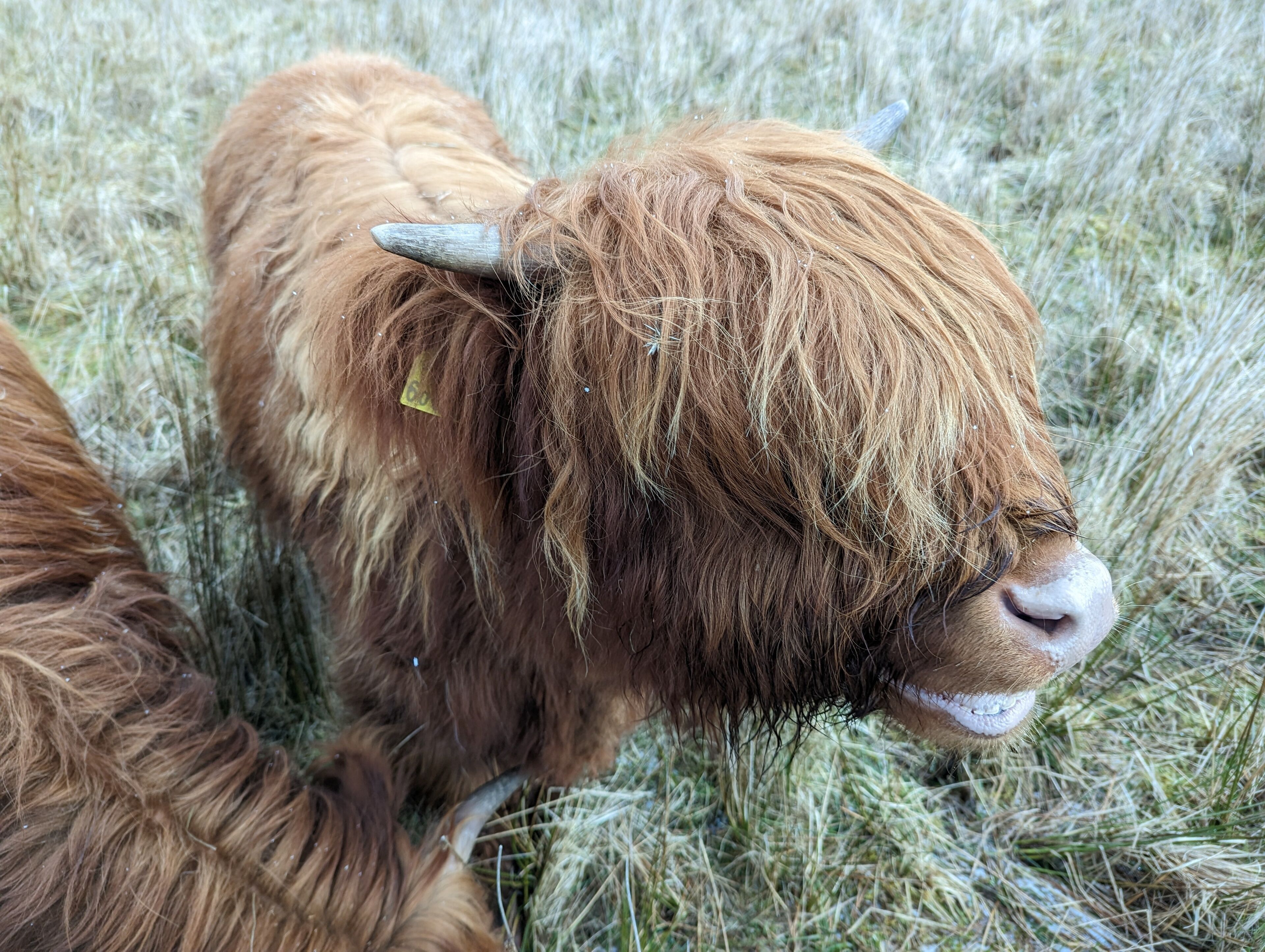 A close-up of a brown cow with a tag on its ear, standing in a field of grass.