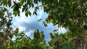 Un sendero en un jardín con borde de ladrillo, rodeado de plantas y árboles.