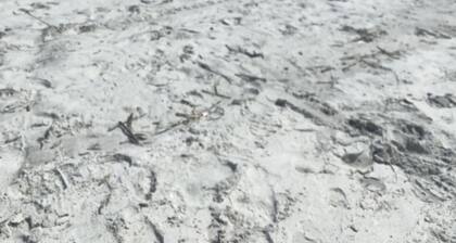 Beautiful Beach Front Daytona Beach, weekend of April 30th thru May 2nd check