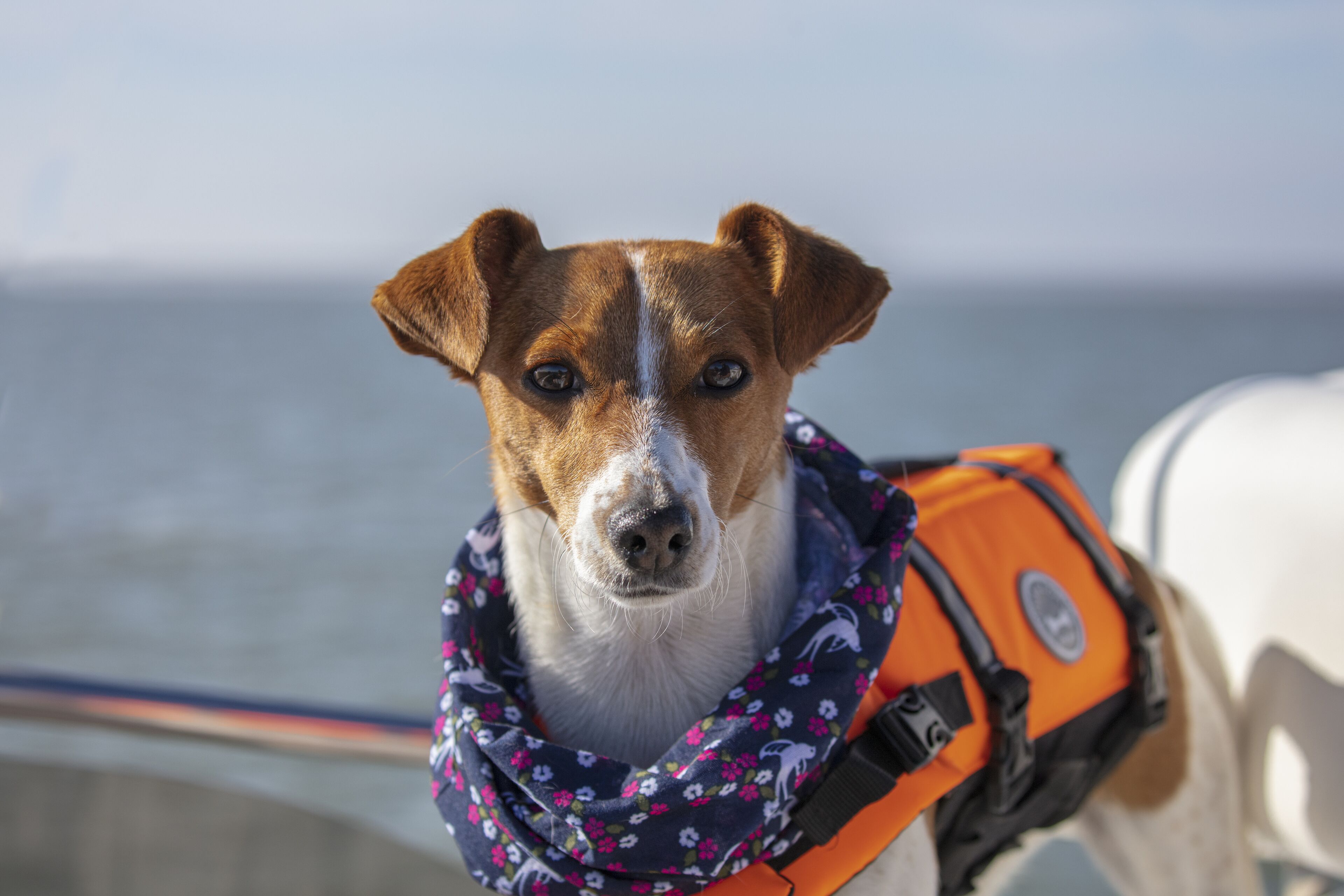 A dog wearing a life jacket on a boat.