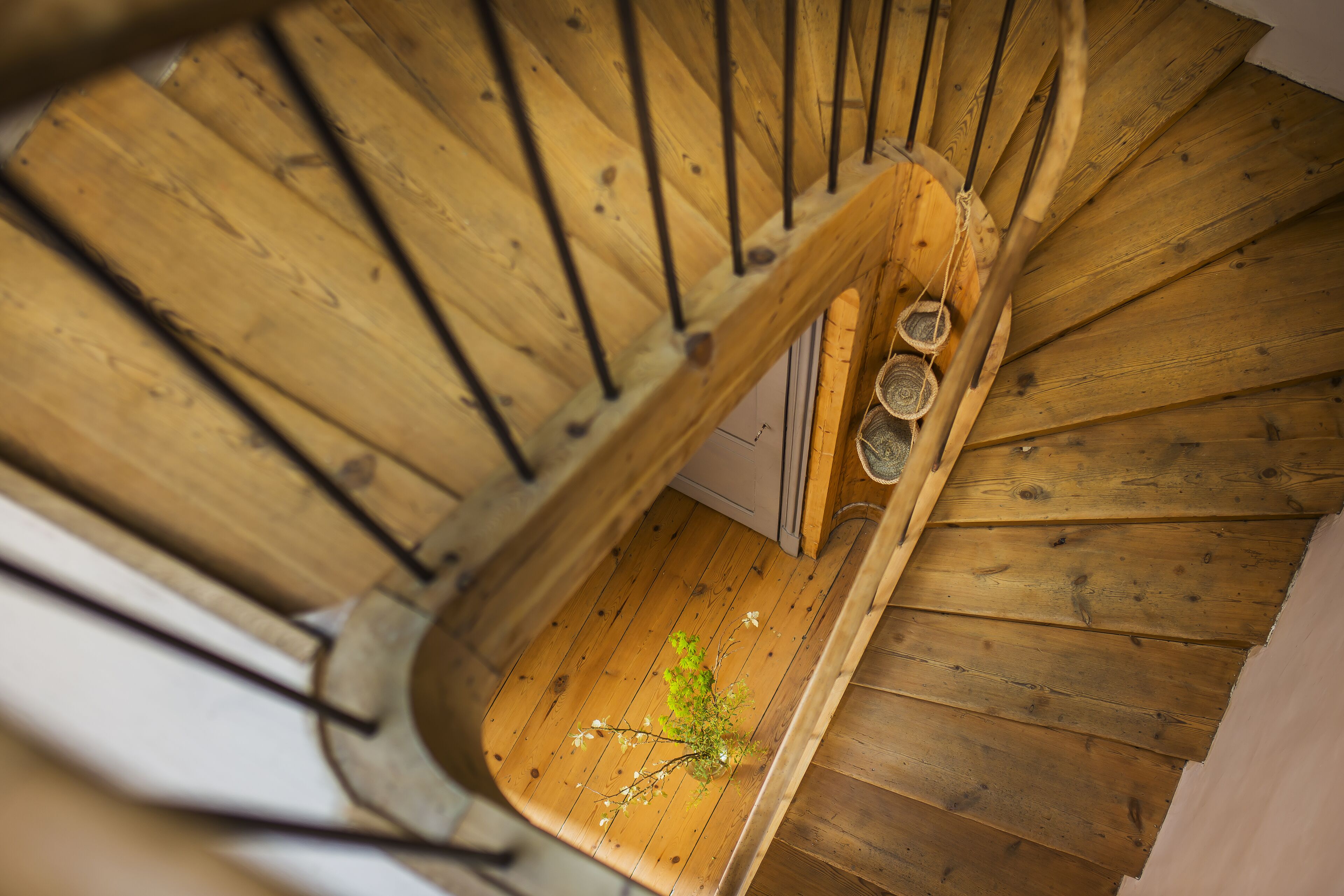 A wooden spiral staircase with a plant at the bottom.