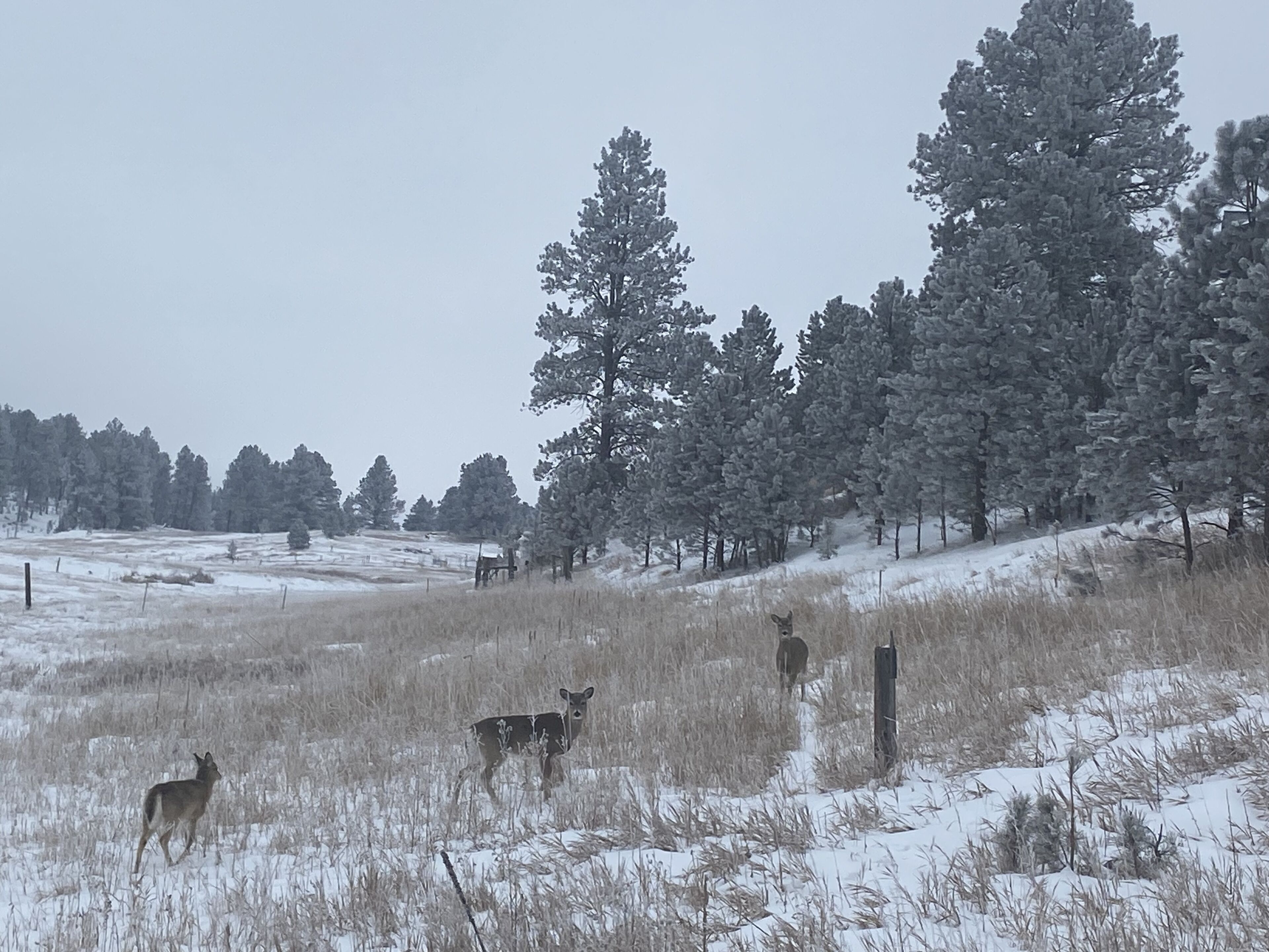 A snowy landscape with a few deer and tall pine trees.