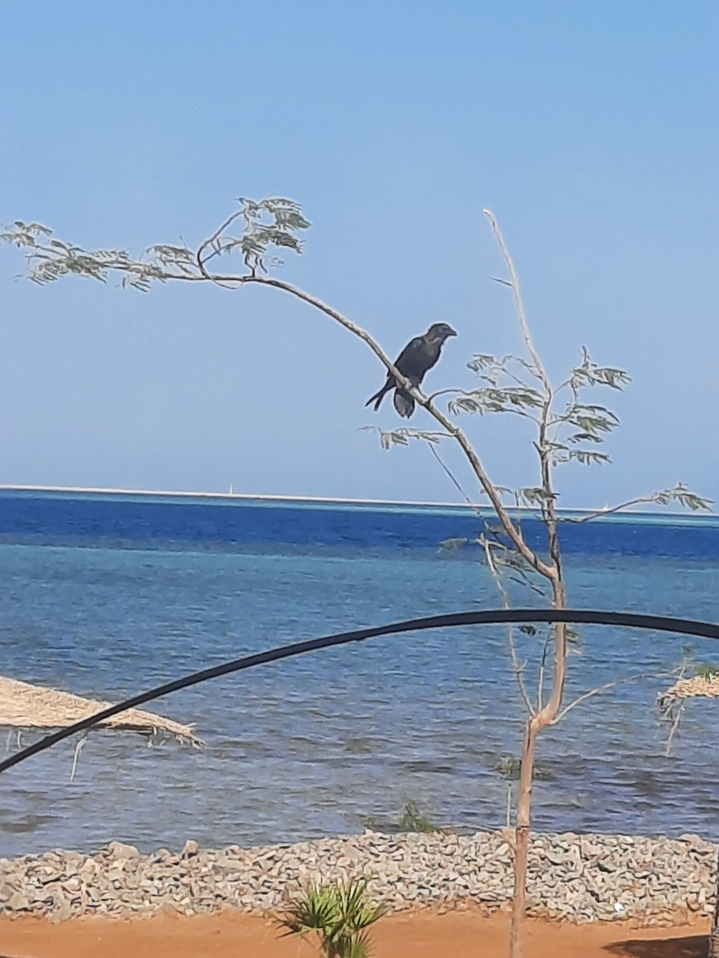 A bird perched on a branch by a body of water.